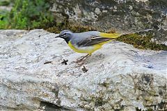 Gray Wagtail